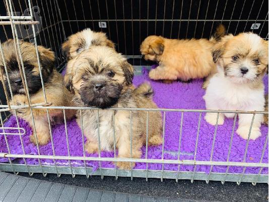 PoulaTo: Κουτάβια Lhasa Apso